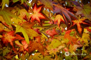 leaves
