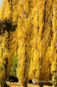 trees