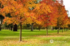 trees,autumn
