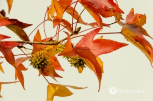 autumn,leaves