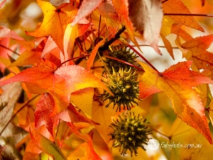 autumn,leaves