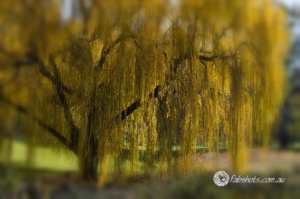Autumn-39