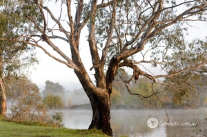 Autumn-41