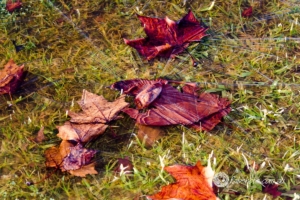 Autumn-43