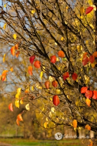Autumn-44