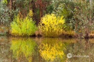 trees reflections