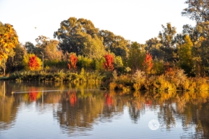 Autumn-6