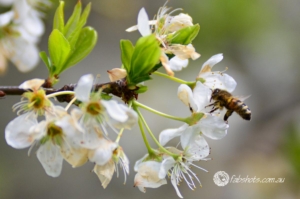 Bees Insects-12