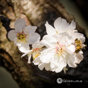 bees,flowers