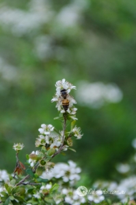 Bees Insects-16