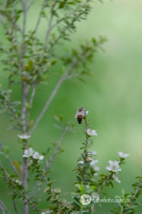 Bees Insects-17