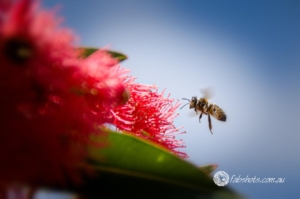 Bees Insects-18