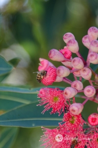 Bees Insects-19