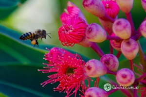 Bees Insects-20