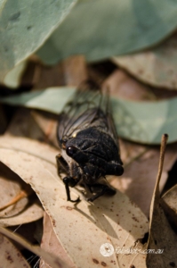 Bees Insects-23