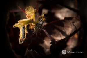 Bees Insects-7
