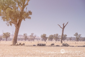 Country scenes-10