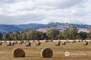 rural landscape