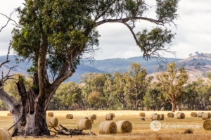 rural landscape