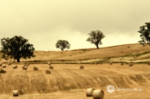 rural landscape