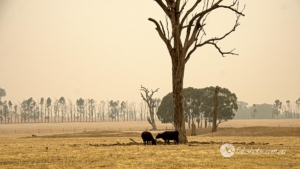 cows,smokey landscape