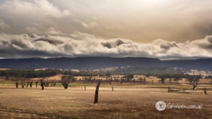 landscapes,trees