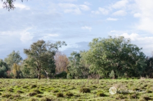 Country scenes-20