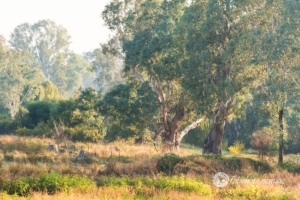 Country scenes-27