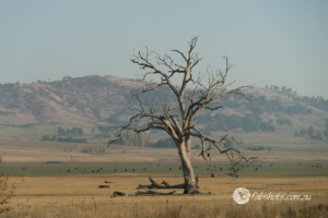 Country scenes-30