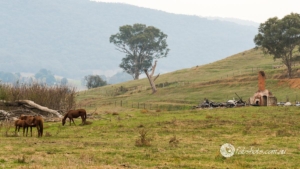 Country scenes-32