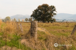 Country scenes-36