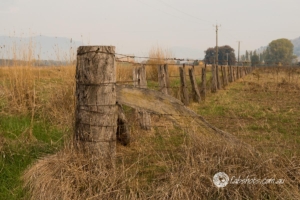 Country scenes-37