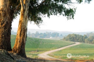 Country scenes-39