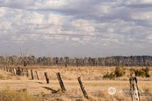 rural