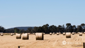 Country scenes-41