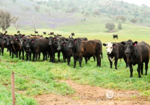 cows