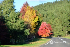 Country scenes-45
