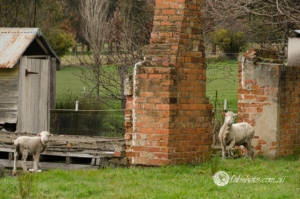sheep,animals