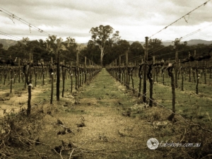 vineyard