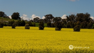 canola