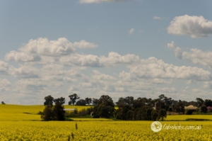 canola