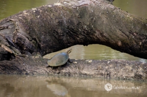 turtles