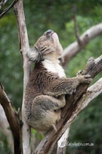 koala