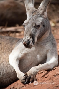 kangaroo