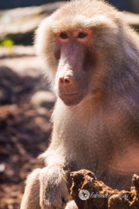 Fauna Wildlife-14