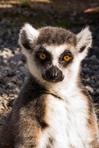 Fauna Wildlife-15