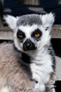 Fauna Wildlife-16