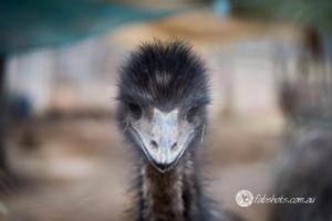 Fauna Wildlife-18