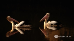 birds