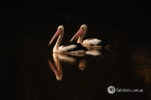 birds